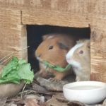 image cochons d'inde